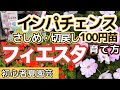 【インパチェンスの育て方】フィエスタ・100円苗・切戻し。さしめ・摘心・カーメン君カラーの鉢・まとめて全部をギュッとお伝え
