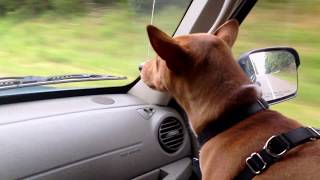 Simon the talkative Basenji  bark barooing vocalizing talking car rides
