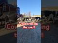 Cows crossing the road! #agriculture #cow #cattle #farming #farmlife #farm #farmer