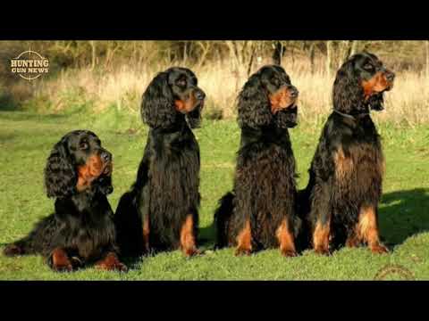 გორდონ სეტერი