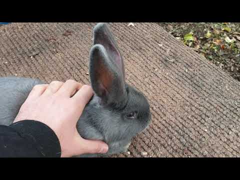 გერმანული ლურჯი პიოსტრი ☎️ 598 35 95 28