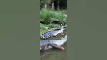 Anh Chàng câu được cá trê khổng lồ #tintuc