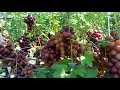 100+ сортов винограда 2 часть