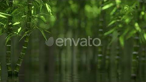 Bamboo | Motion Graphics - Envato elements