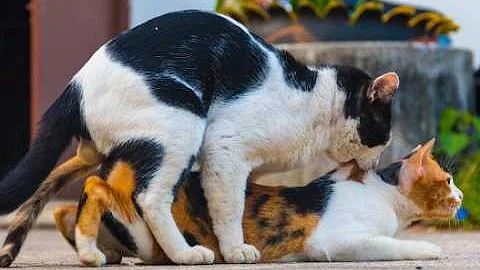 Watch the video about Cats mating, Group cats mating on the street, Cats mating successfully