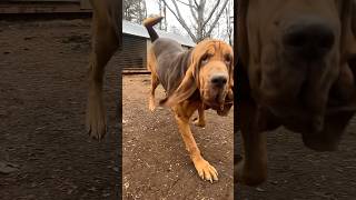 Romeo #walkingtallbloodhounds #bloodhound #dogs #waylonjennings #blues #puppy