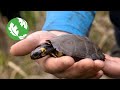 TNC is Saving Endangered Bog Turtles in Massachusetts