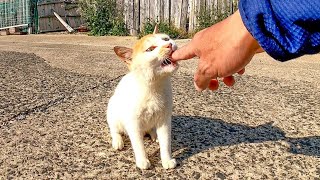 気にはなるけど怖くて寄ってこれない島の野良猫
