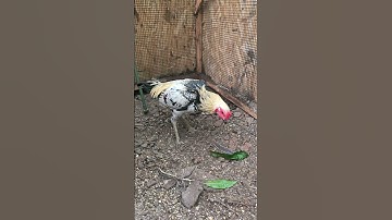 Kosem Farm Pama X Chiang Mai Pama. Kosem Farm Shey 1