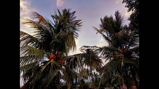 Time to time accompanied by trees #tree #sky #cloud #photography #leaves #timelapse