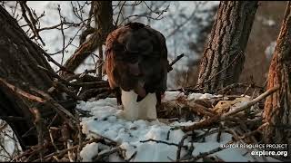 Decorah Eagles 1-31-23, 5:30 pm, HM comes to the nest to eat her frozen leftovers