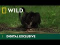 Hiding in the shadows  the real black panther  national geographic wild uk