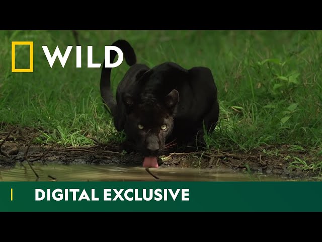 Hiding in the Shadows | The Real Black Panther | National Geographic Wild UK class=