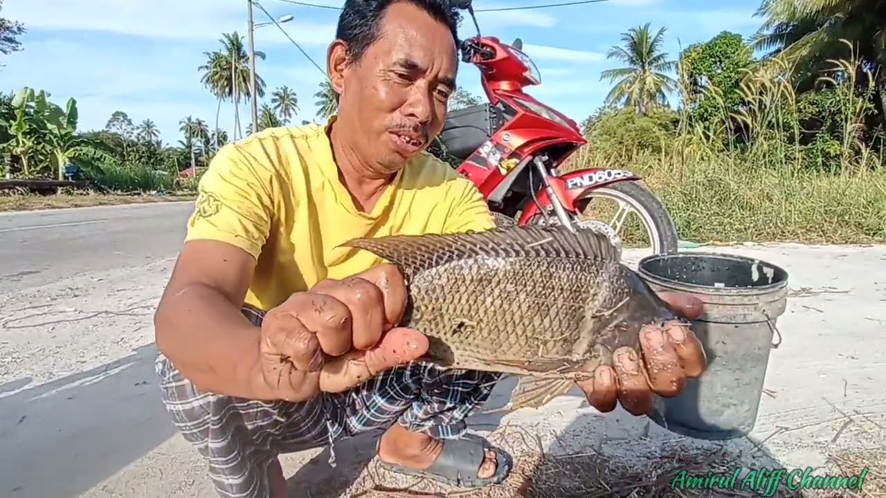 #EP1073 Menjala Tilapia Babon dan Keli Bendang