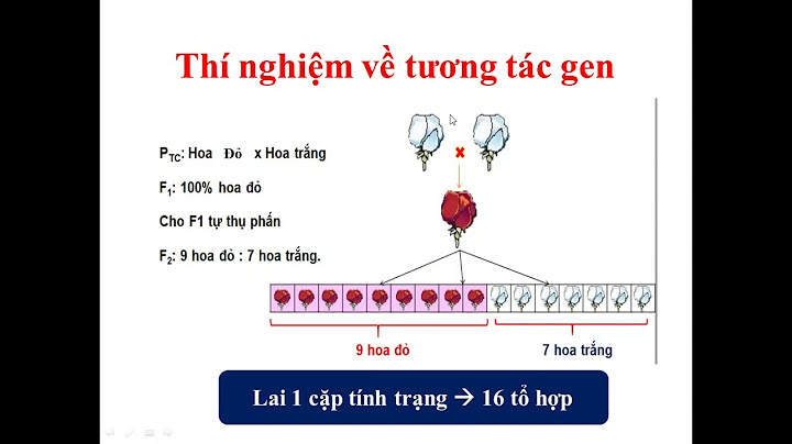 Gen không alen cơ thể nằm trên hai cặp nhiễm sắc thể tương đồng khác nhau