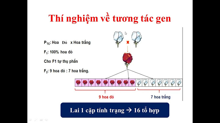 Các gen không alen có những kiểu tương tác nào