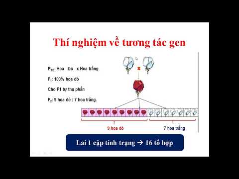 Video: Ví dụ về họ gen là gì?