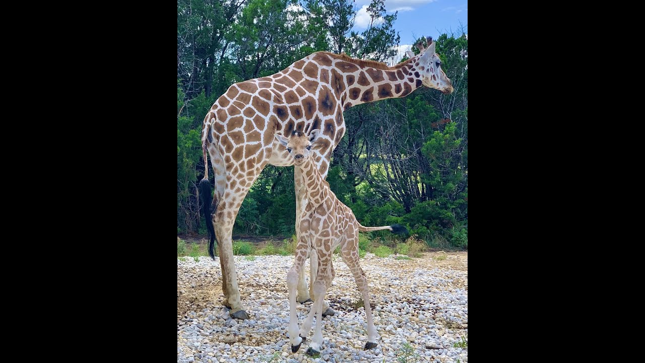 safari ranch giraffe