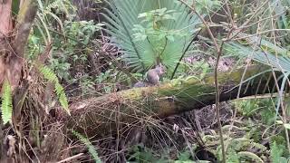 Squirrel eating a nut on a log by Me 35 views 1 year ago 8 seconds