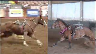 DO MY HORSES BARREL RACE WITHOUT A RIDER?!?!?!