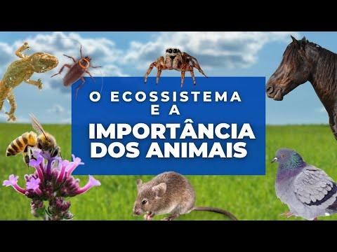 Vídeo: Por que o habitat é importante para os animais?