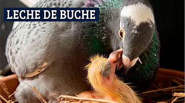 ¿Las aves producen leche?