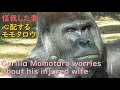 モモタロウは、怪我した愛する妻ゲンキが心配！！彼女の前に座って、何度も様子を見る優しいゴリラ♪