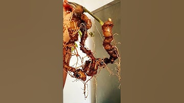 🍀115gr 3 củ sâm sâm ngọc linh