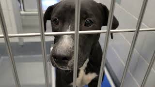 acs A690119