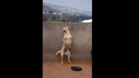 El perro que prendio el dia