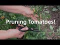 Pruning Tomatoes for a Greater Harvest