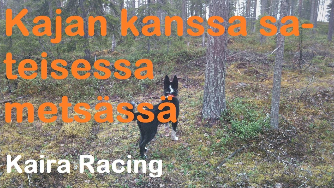 Kajan kans sateisessa metsässä - kaira racing