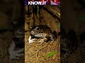 Did Giant Prehistoric Frogs really Prey on Dinosaurs?