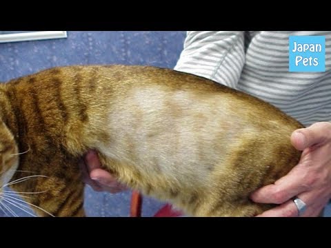 ストレスだけじゃない！猫が脱毛でハゲてしまう原因や病気とは！？ - Japan Pets