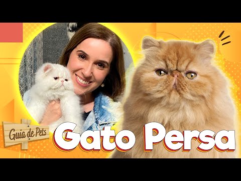 Vídeo: Os gatos persas são agressivos?