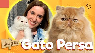 Gato Persa: Tudo sobre a raça mais famosa do mundo! | Guia de Pets