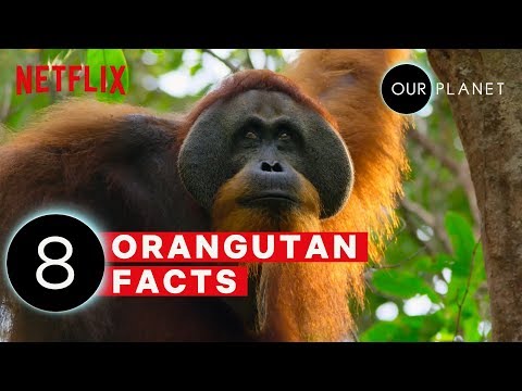 8 واقعیت شگفت انگیز اورانگوتان | سیاره ما | نتفلیکس بعد از مدرسه