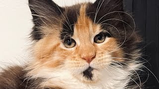 The Wrong Way to Sell a Kitten by Cat Breeder Sensei - Breeding Cats Successfully 180 views 10 months ago 2 minutes, 25 seconds