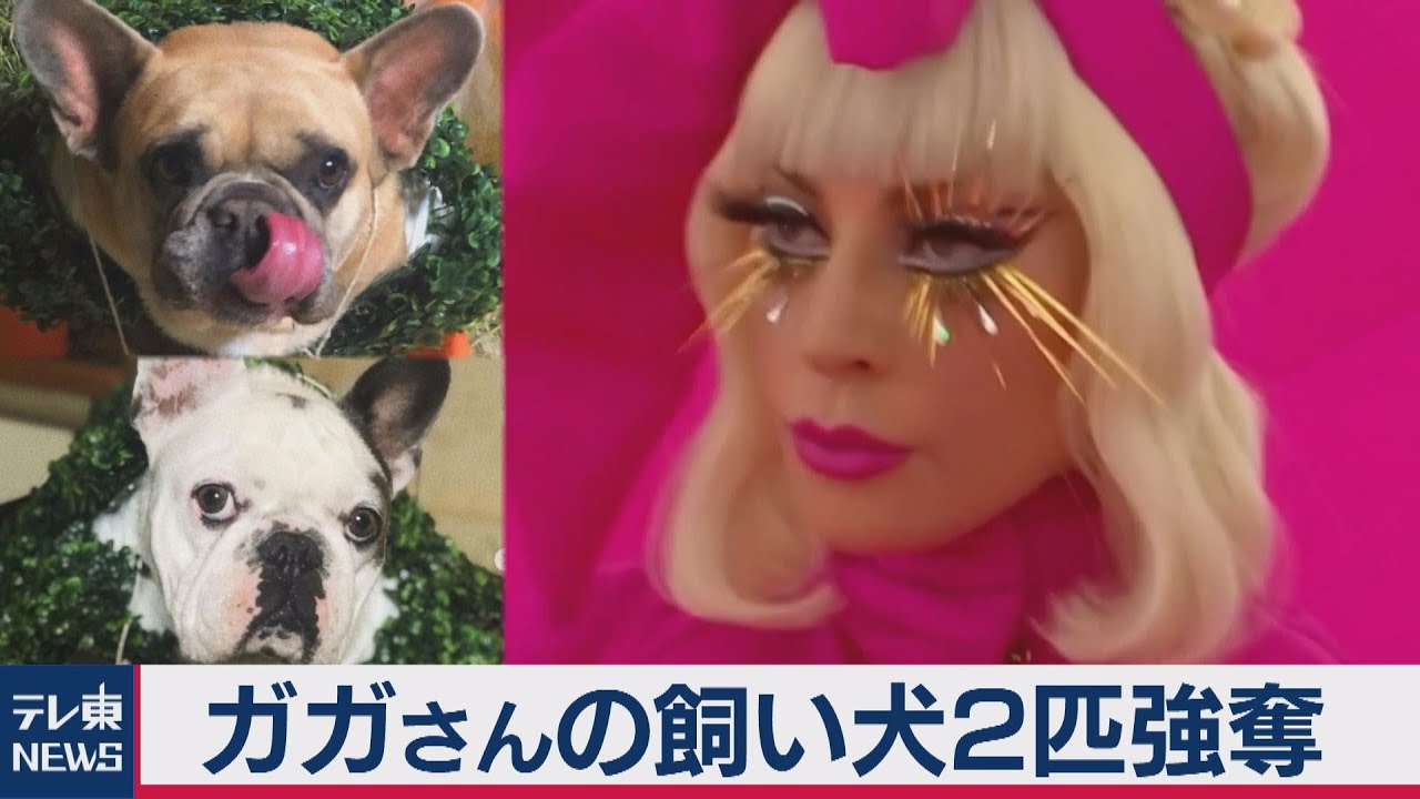 レディ ガガさんの飼い犬２匹強奪 懸賞金約5 300万円 21年2月26日 Youtube