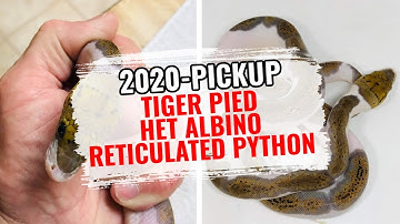 2020 PICKUP | TIGER PIED HET ALBINO RETICULATED PYTHON