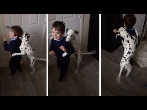 Dalmatian Attempts To Stop Kids Going To School