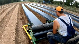 Laying Plastic Mulch for Strawberries   Part 1