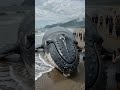 Massive Whale Stranding Shocks Thousands #whale #WhaleFacts #oceanlife #marinebiology