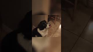 Dünyanın En Akıllı Köpek Cinsi, Hello Demeyi Öğrenen Köpek Border Collie