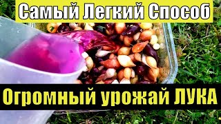 СДЕЛАЙТЕ ЭТО ПРИ ПОСАДКЕ ЛУКА ДЛЯ БОЛЬШОГО УРОЖАЯ!