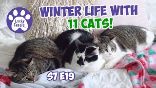 Winter Life With 11 Cats January 2024  S7 E19  Lucky Ferals Cat Vlog