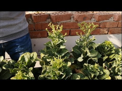 فيديو: حصاد رؤوس الخس - متى وكيف نقطف الخس