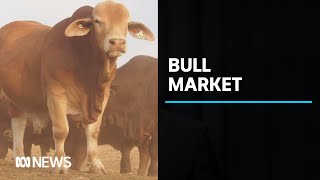 Droughtmaster bull named Rondel Whiskey sets price record of $160,000 at auction | ABC News