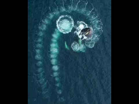 Whales create Fibonacci spiral - YouTube