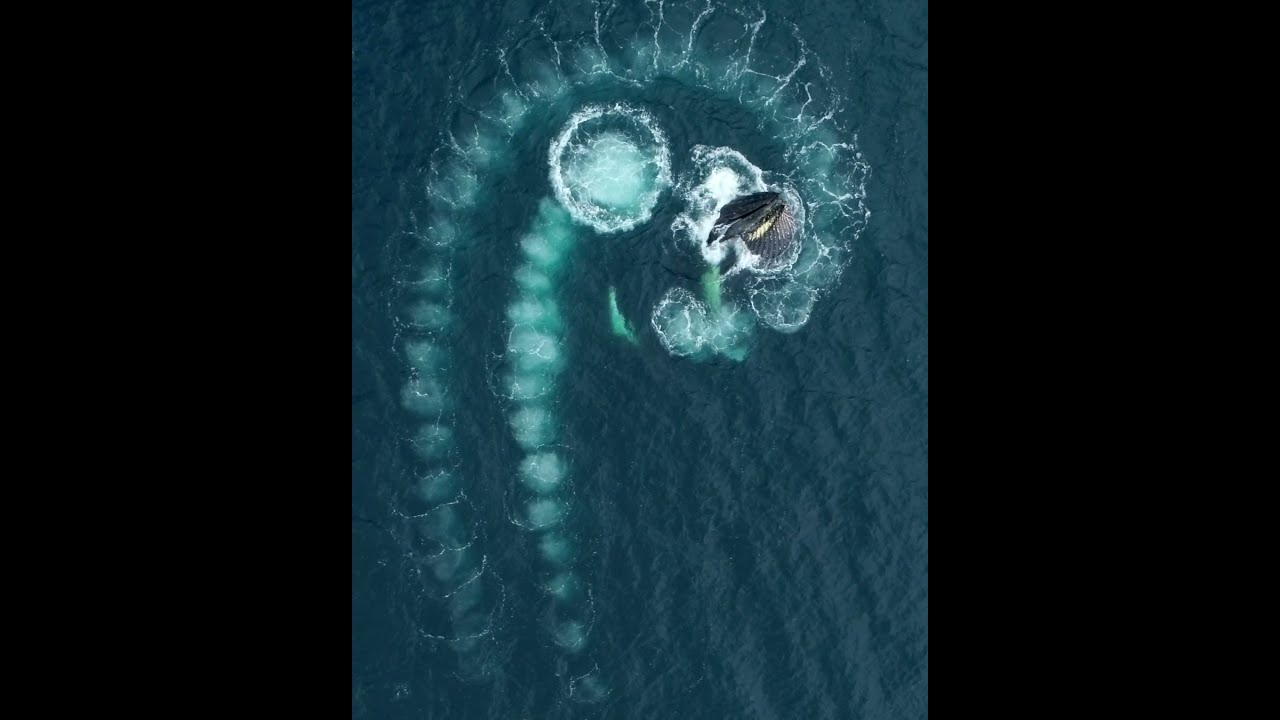 Whales create Fibonacci spiral - YouTube